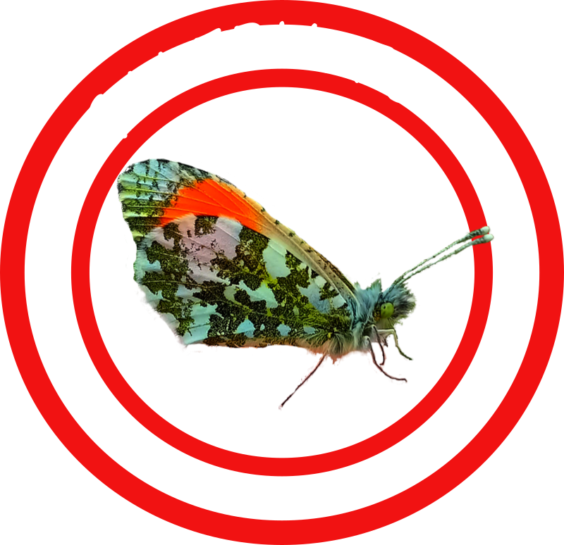 link do galerii foto