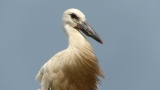 bociany