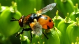 Gymnosoma rotundatum