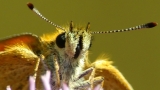 karłątek ryska motyl