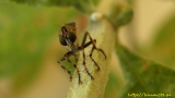 Machimus atricapillus
