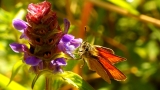 karłątek się objada