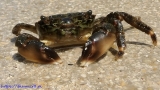 Krab