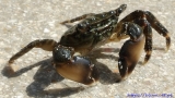 Krab z minorki
