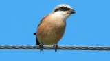 Gąsiorek