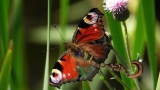 motyl skuty łańcuchem