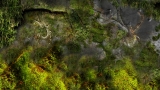 skamieliny - grafika